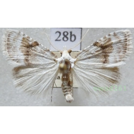 Meganola albula (Denis & Schiffermüller, 1775) Slovakia28b